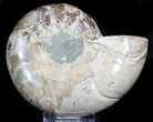 Thick Ammonite (Anapuzosia) Fossil Half #37061-1